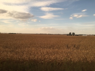 Wheat fields through Illinois