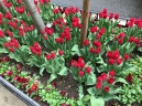 Tulips in Nieuw Amsterdam
